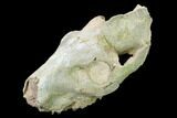 Partial, Fossil Oreodont (Merycoidodon) Skull - Wyoming #169163-6